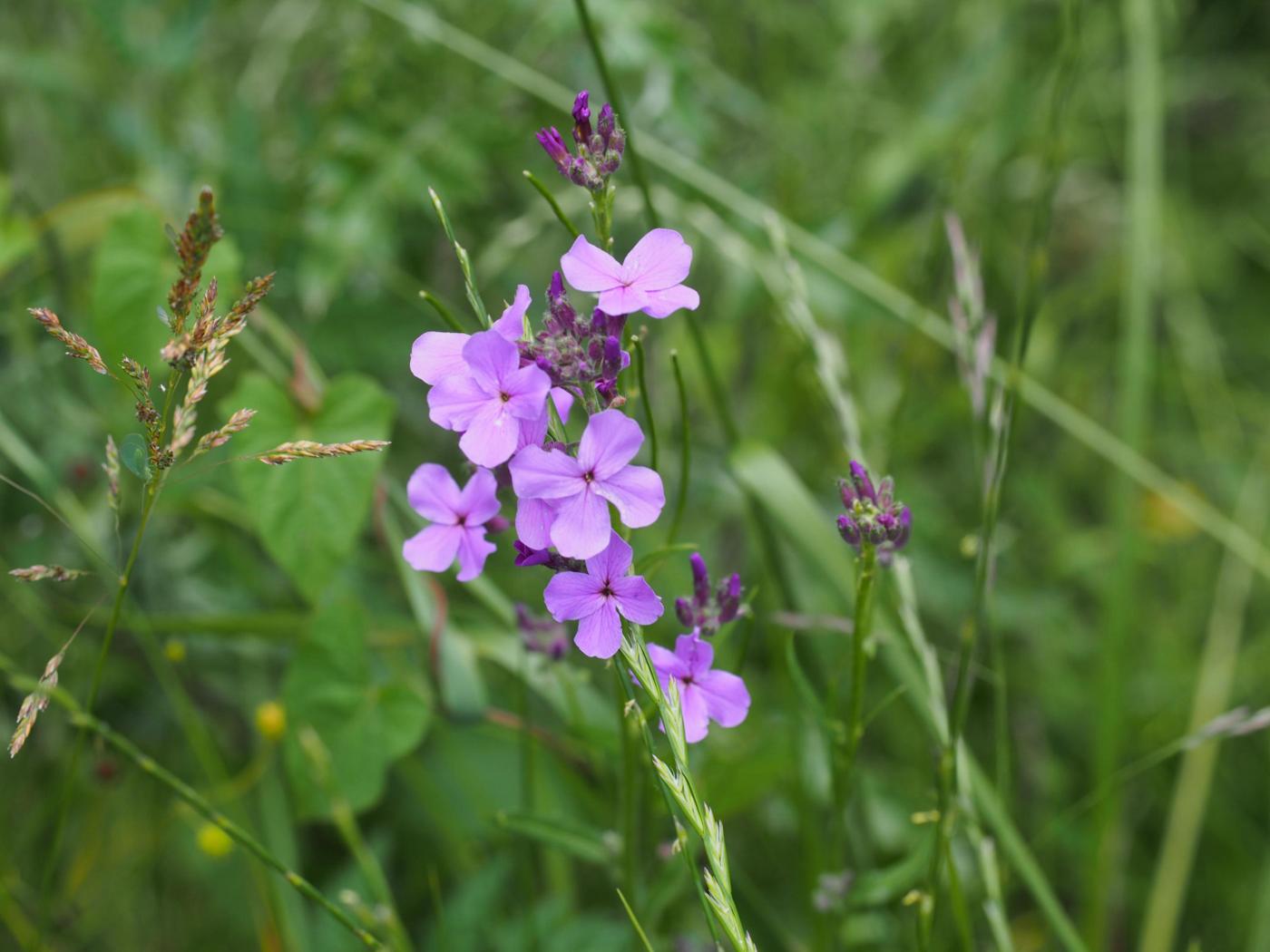 Sweet rocket flower